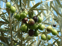 Olea europaea